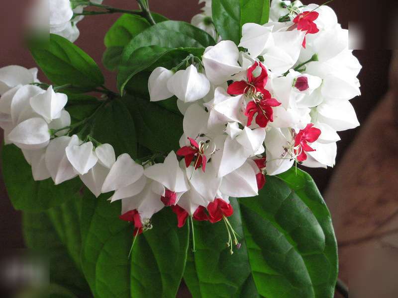 How to distinguish clerodendrum from other flowers
