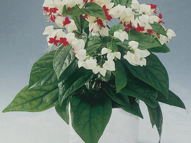 Clerodendrum zorg