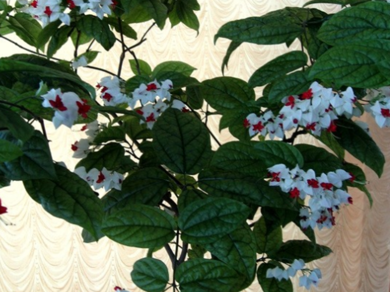 Klerodendra zieda audzēšana mājās
