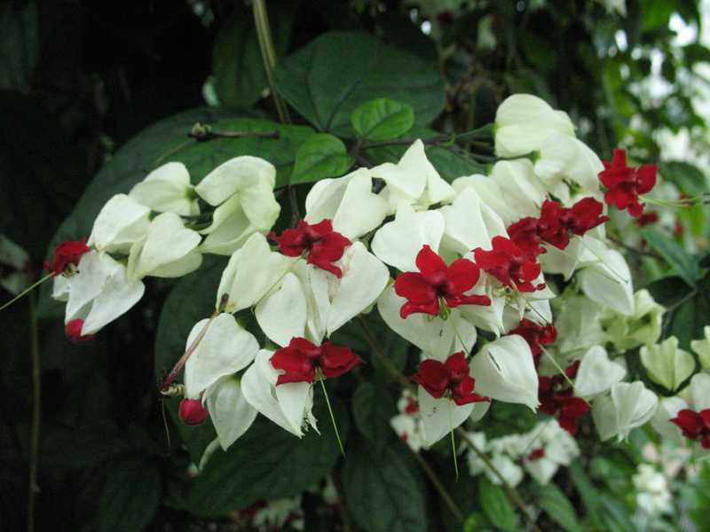 Домашно цвете clerodendrum