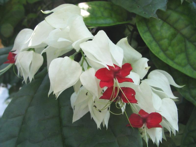 Clerodendrum tipai