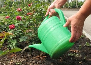 Savjeti iskusnih vrtlara o tome kako i što gnojiti ruže u proljeće