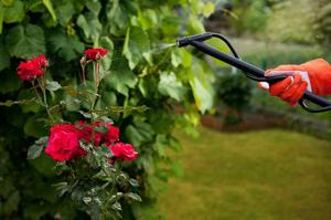Caratteristiche della lavorazione delle rose in primavera da parassiti e malattie