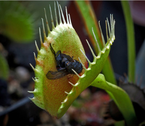 Caratteristiche del Venus flytrap