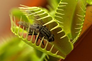 Opis procesu łapania owadów za pomocą muchołówki