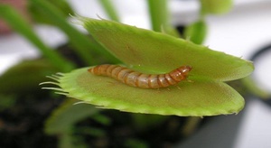 Nuances ng pagpapakain ng halaman ng Venus flytrap