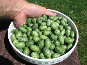 Zaai milotria-komkommers