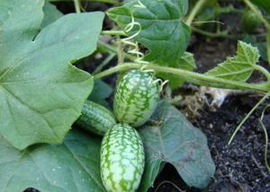 Hvordan dyrke milotria agurker