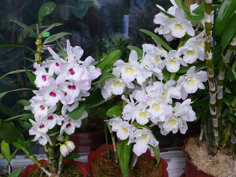 Lijst met thermofiele orchideeënsoorten