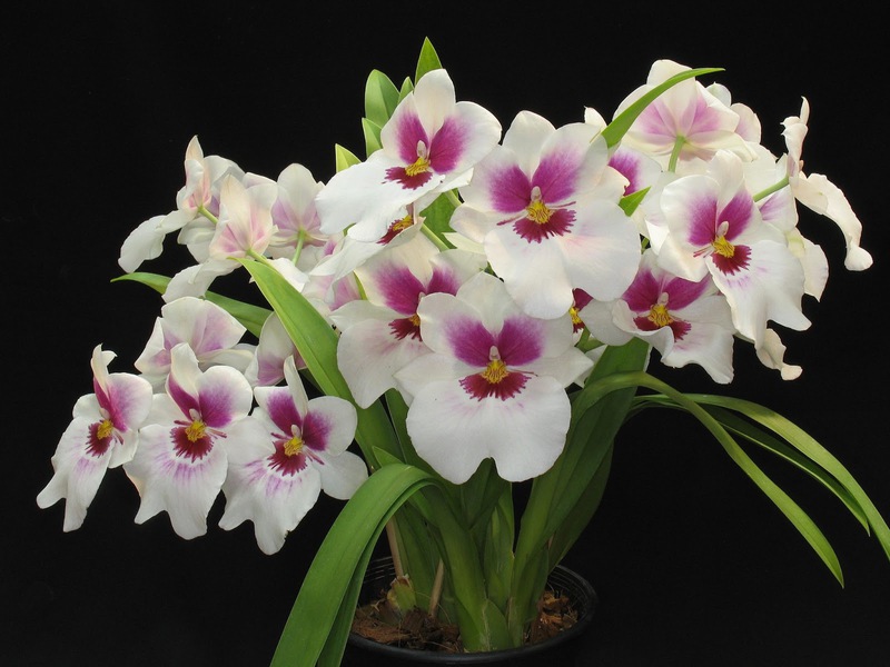 Vidutinės temperatūros orchidėjų veislių charakteristikos