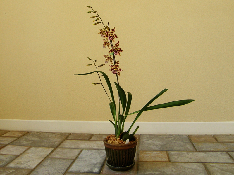 Características das condições de casa para orquídeas de temperatura média