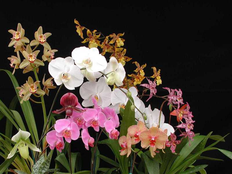 Beschrijving van koudeminnende orchideeënsoorten