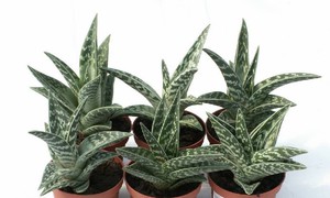 Ang Aloe vera ay maaaring lumaki sa mga kaldero.