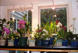 Mga panuntunan sa pag-iilaw para sa mga orchid