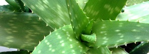 Aloes prawdziwy - cechy roślinne