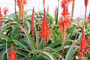 Ang Aloe treelike ay isang halaman na nakatanim sa mga plots.