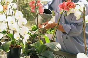 Tipy od skúsených pestovateľov kvetov, ako správne zalievať orchidey doma