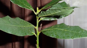 Cara menyelamatkan pokok laurel yang sakit dan memanjangkan umurnya