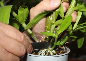 Il principio della propagazione vegetativa di un'orchidea