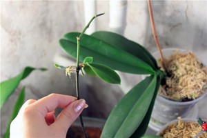 Verzorgingsmethoden voor orchideeën na de bloei