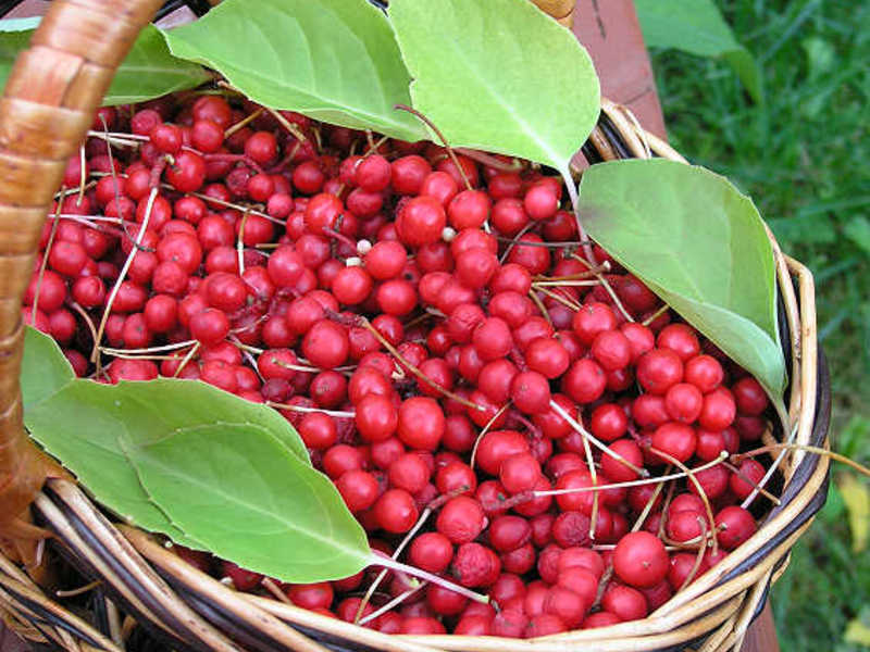 Plody schizandry, podobne ako listy, sa varia na lahodný nápoj.