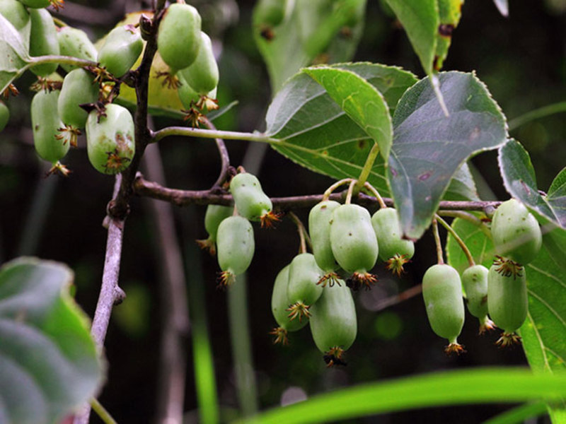Actinidia arguta yra labai populiari vasarnamiuose.