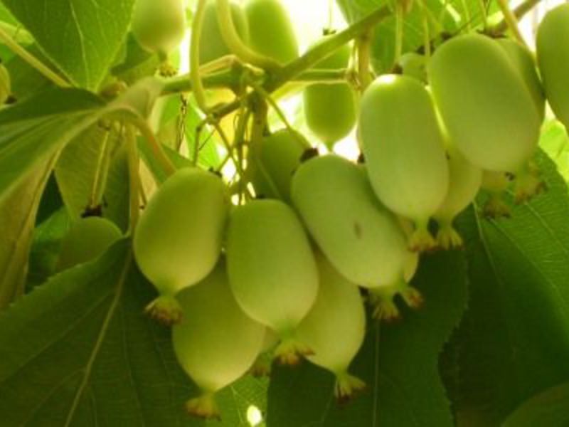 Actinidia fruit can replace lemon in your tea