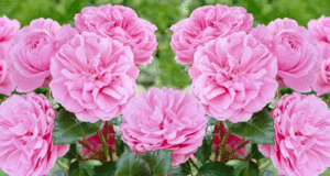 Rose Prairie Joy in bloei