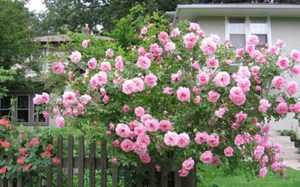 Gardul viu de trandafiri este foarte frumos