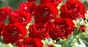 Rose Adelaide Hoodless in voller Blüte - leuchtend rote Knospen