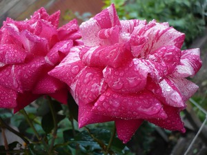 Hoa hồng chung cũng có thể rất khác nhau.