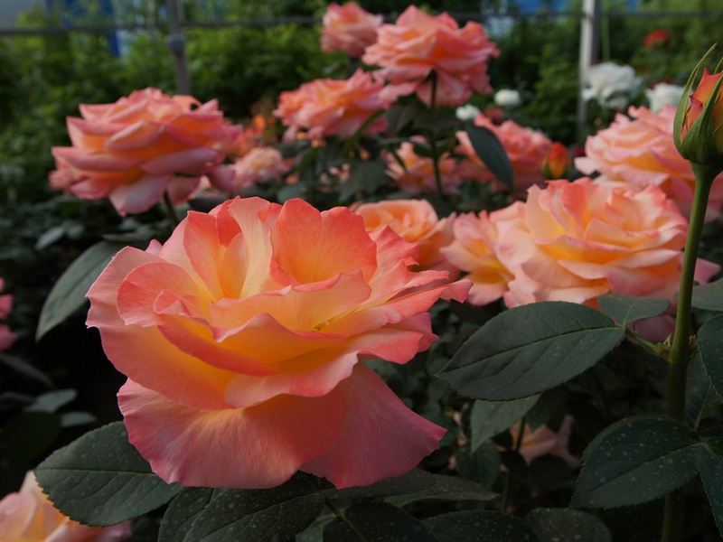 Mga nagmamay-ari na rosas na rosas - mananakop ang dilaw-kahel na mga buds.