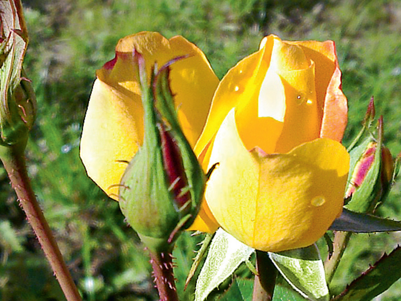 In Ihrer Nähe kann eine gelbe kanadische Rose gepflanzt werden.