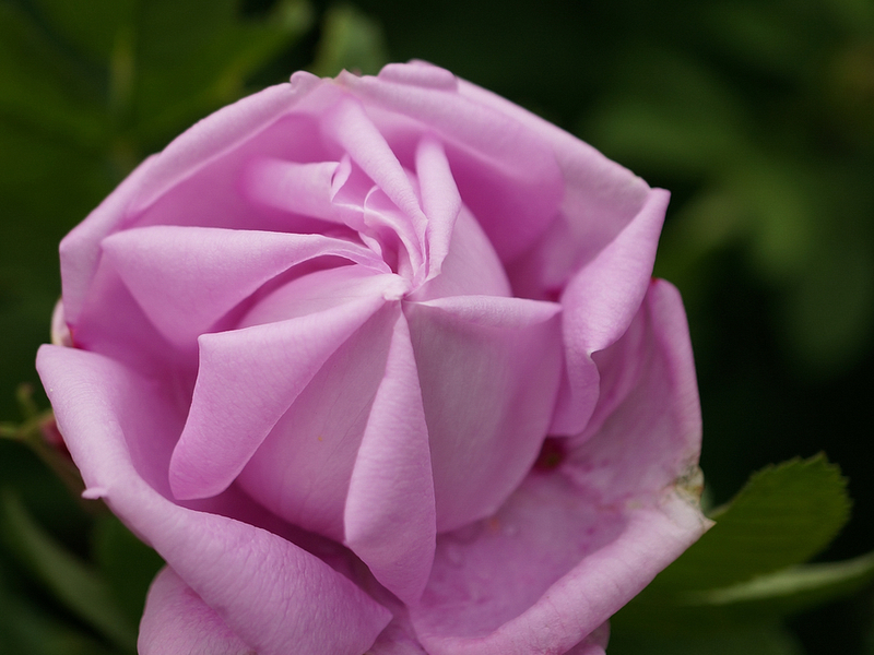 الورود من الاختيار الكندي مقاومة للصقيع ، وهي ميزة كبيرة.