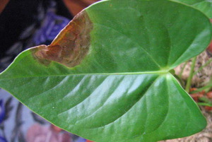 Aangetast blad - een zieke plant