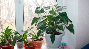 أنثوريوم هو أحد النباتات المنزلية المحفوظة في أصص