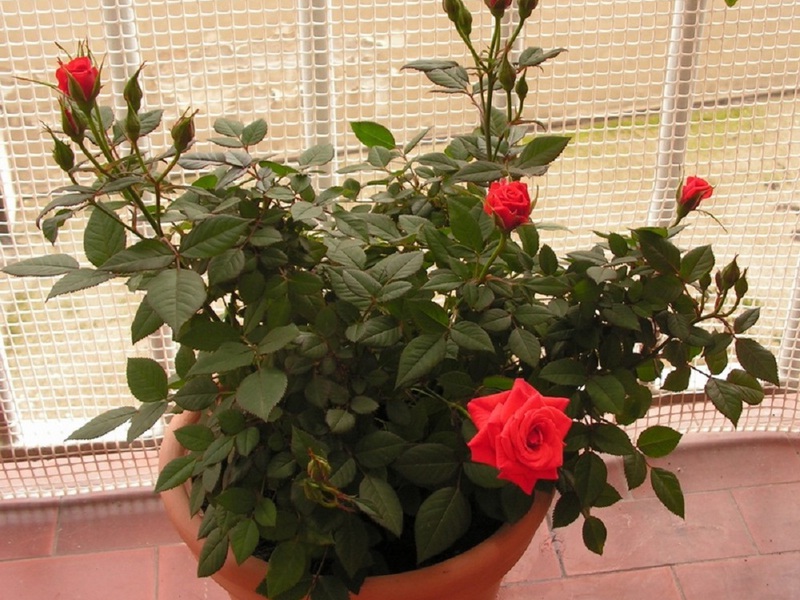 Оптимални условия за закрити рози