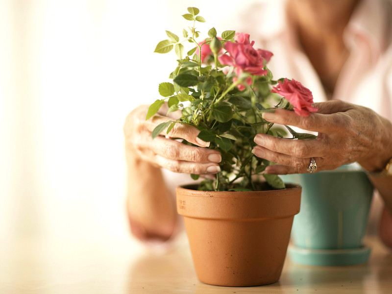Съвети от опитни цветари за това как правилно да се грижите за розите у дома