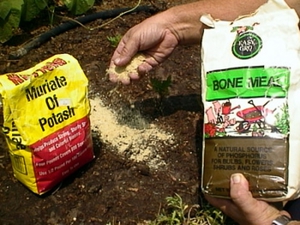 وصف عملية تحضير التربة لزراعة البطيخ