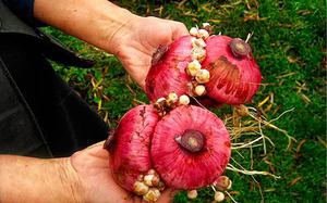 As nuances do cultivo de gladíolos de cormos em campo aberto na primavera