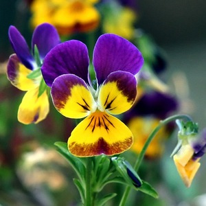 Formas de cultivar una violeta cornuda.