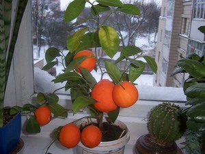 Thuis een mandarijn planten