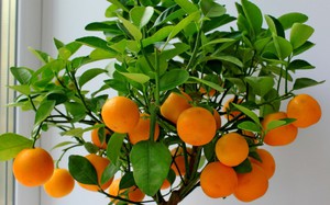 Kaip namuose išauginti mandariną iš kaulo