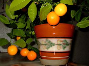 Kalemljenje stabla mandarine