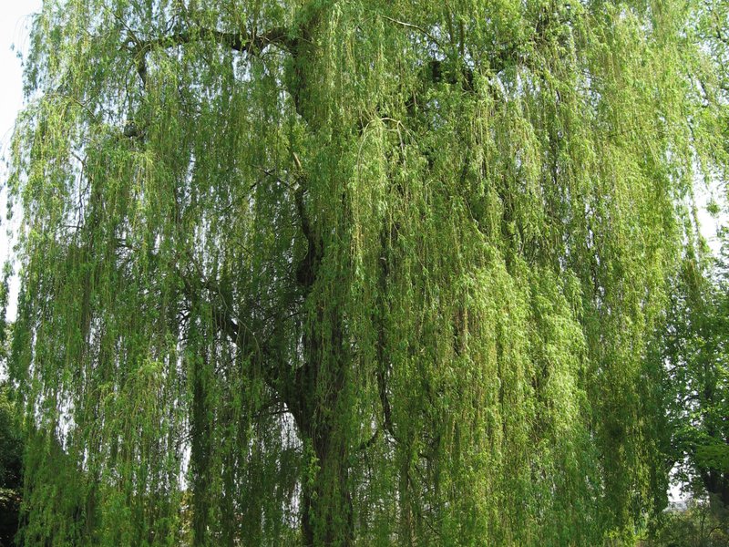 Saan karaniwang lumalaki ang puno ng willow