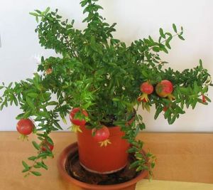 Voorwaarden voor de groei van granaatappel in een pot