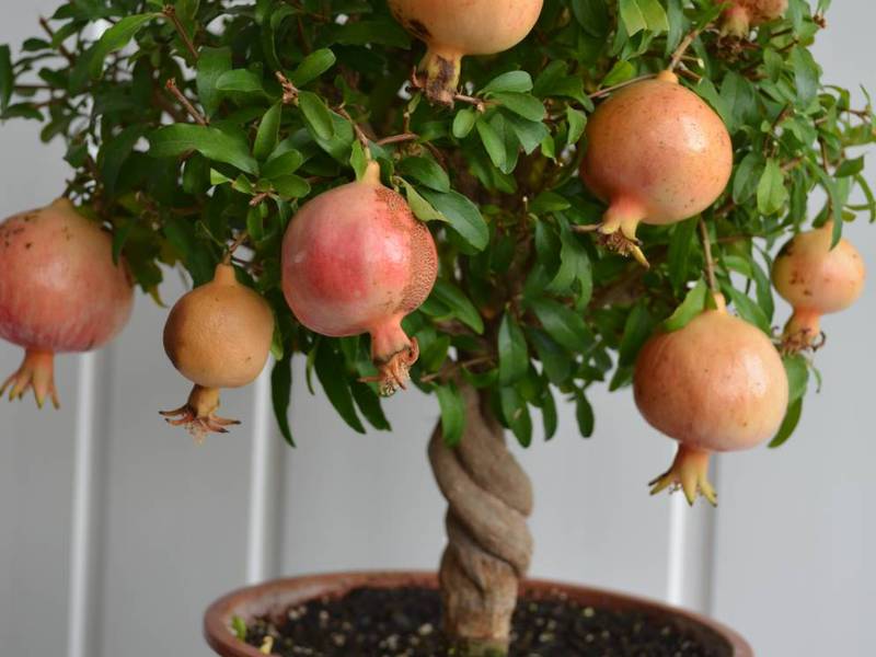 Beschrijving van de granaatappelboom