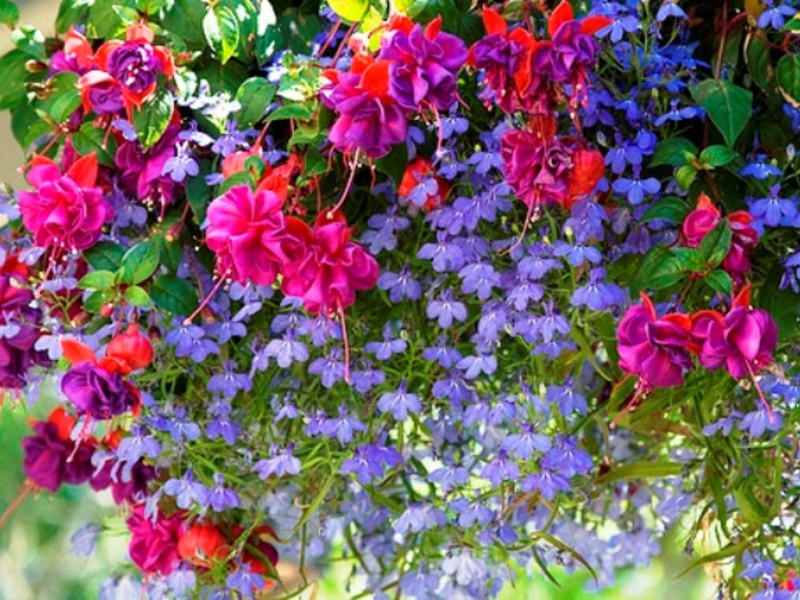 Фуцхсиа - прелепо цвеће