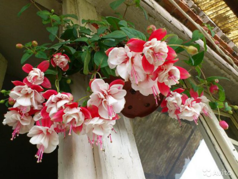 Fuksija - gražios gėlės