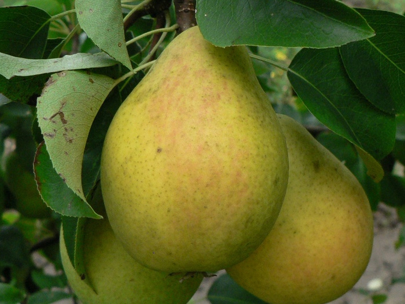 Descrizione della varietà di pera